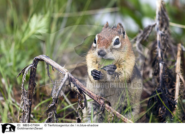 Goldmantel-Ziesel / golden-mantled ground squirrel / MBS-07984