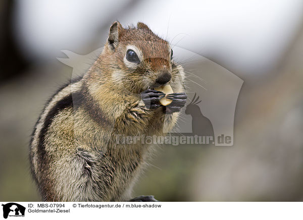 Goldmantel-Ziesel / golden-mantled ground squirrel / MBS-07994