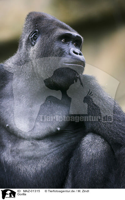 Gorilla / gorilla / MAZ-01315