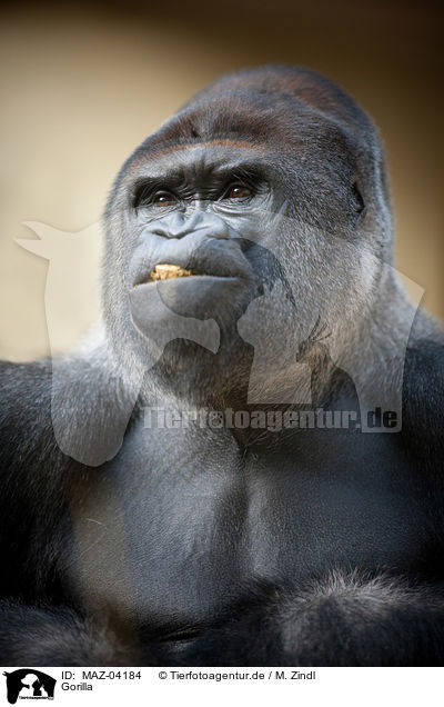 Gorilla / gorilla / MAZ-04184