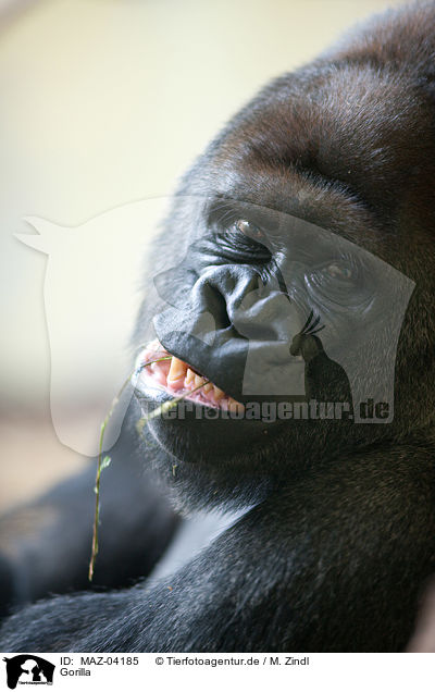 Gorilla / gorilla / MAZ-04185
