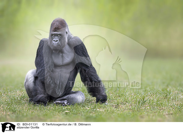 sitzender Gorilla / BDI-01131