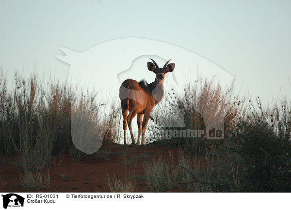 Groer Kudu / greater kudu / RS-01031