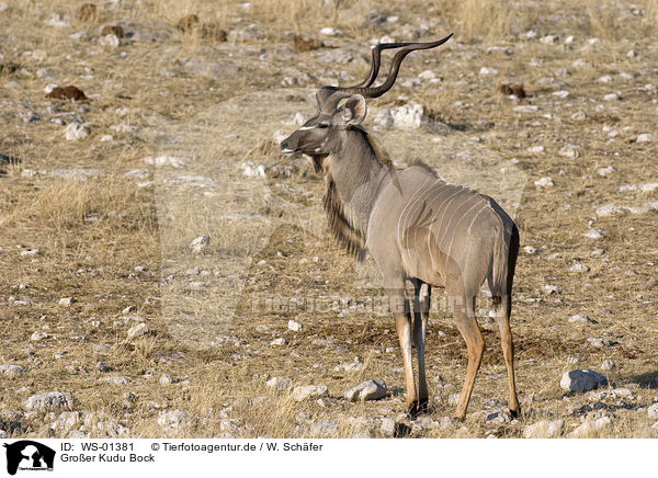 Groer Kudu Bock / WS-01381