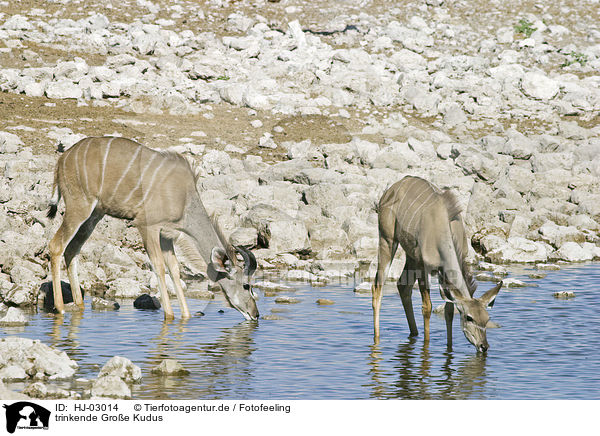 trinkende Groe Kudus / HJ-03014