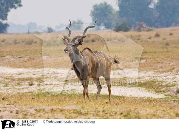 Groer Kudu / greater kudu / MBS-02671