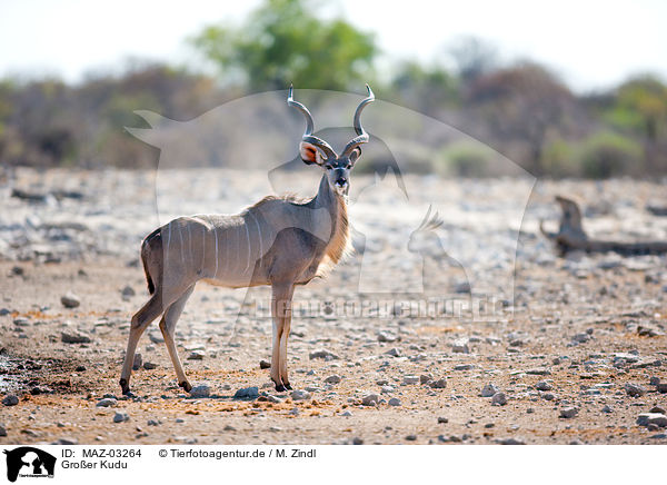 Groer Kudu / greater kudu / MAZ-03264