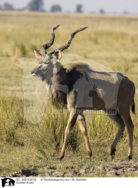 Groer Kudu / greater kudu / WS-03616