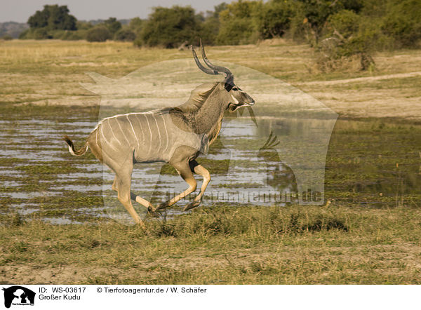 Groer Kudu / greater kudu / WS-03617