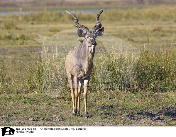 Groer Kudu / WS-03618