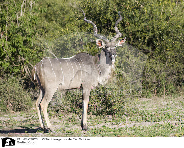 Groer Kudu / WS-03623