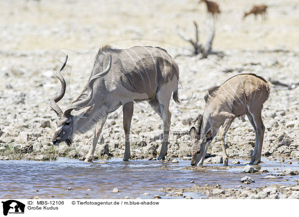 Groe Kudus / greater kudus / MBS-12106