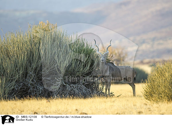 Groer Kudu / greater kudu / MBS-12108