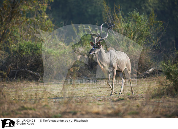 Groer Kudu / greater kudu / JR-03423