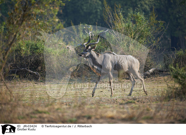 Groer Kudu / greater kudu / JR-03424