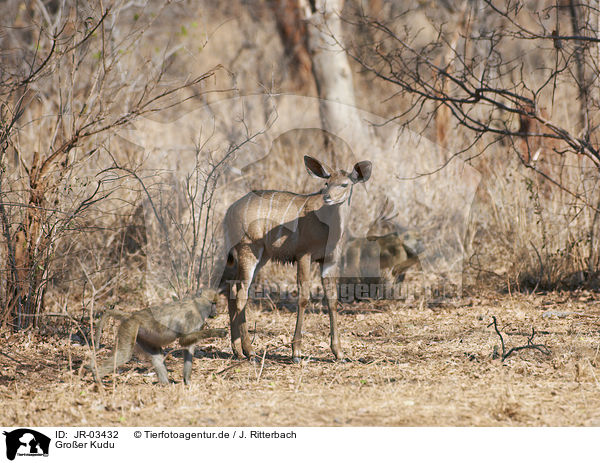 Groer Kudu / greater kudu / JR-03432