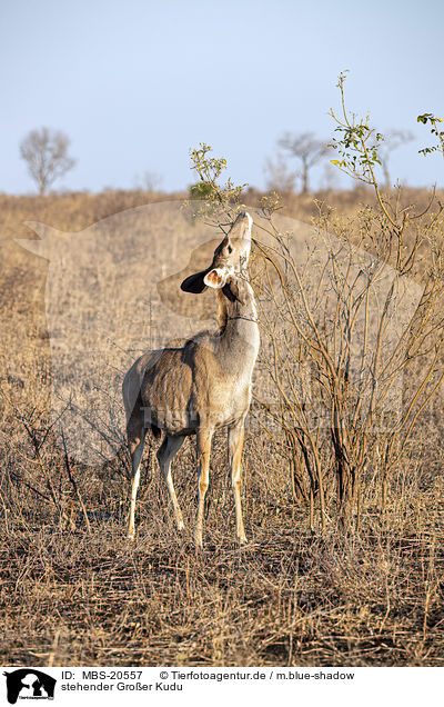 stehender Groer Kudu / standing Zambezi Greater Kudu / MBS-20557