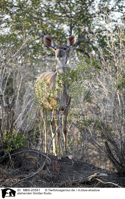 stehender Groer Kudu / standing Zambezi Greater Kudu / MBS-20561
