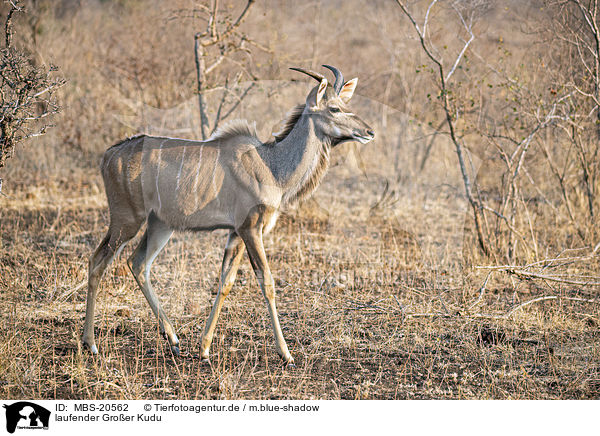 laufender Groer Kudu / walking Zambezi Greater Kudu / MBS-20562