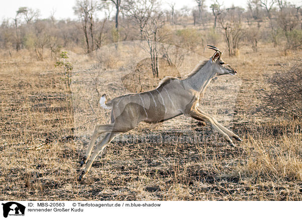 rennender Groer Kudu / running Zambezi Greater Kudu / MBS-20563