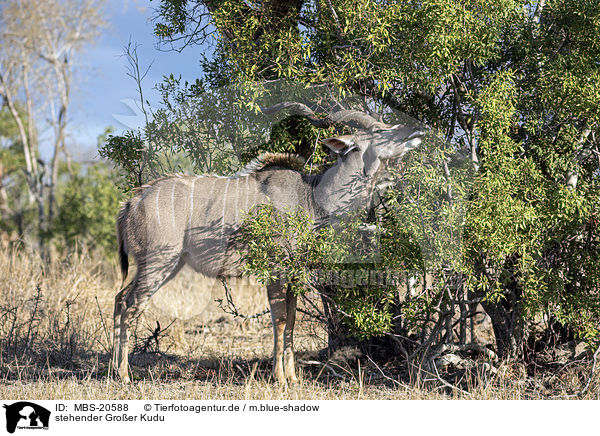stehender Groer Kudu / standing Zambezi Greater Kudu / MBS-20588