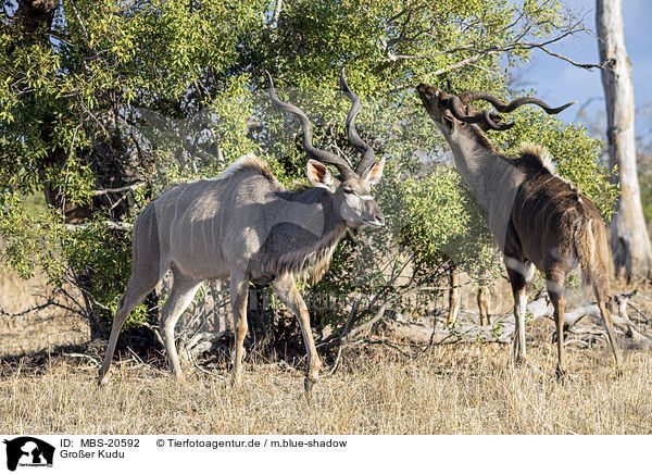 Groer Kudu / Zambezi Greater Kudu / MBS-20592