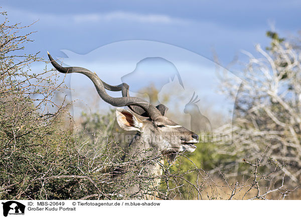 Groer Kudu Portrait / Zambezi Greater Kudu portrait / MBS-20649
