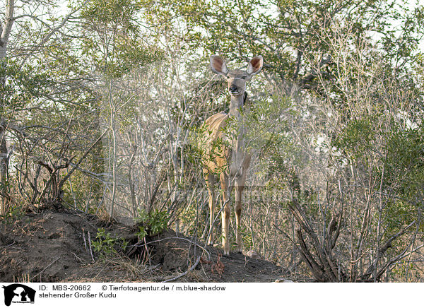 stehender Groer Kudu / standing Zambezi Greater Kudu / MBS-20662