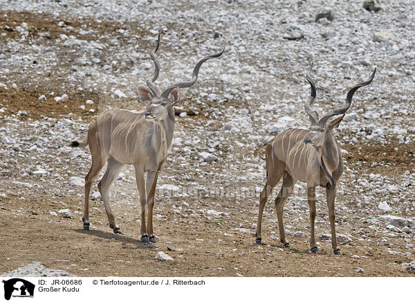 Groer Kudu / JR-06686