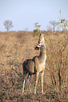 stehender Groer Kudu