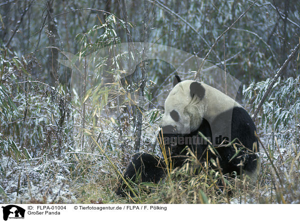 Groer Panda / giant panda / FLPA-01004