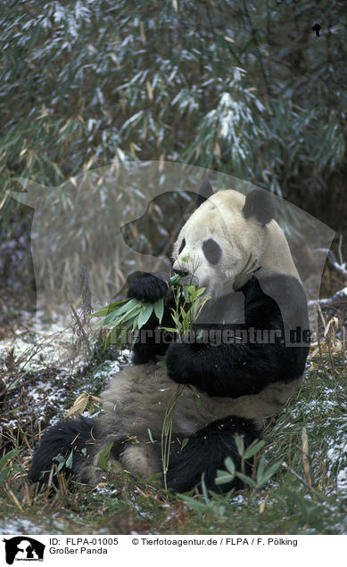Groer Panda / giant panda / FLPA-01005