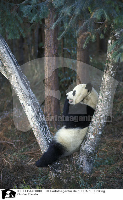Groer Panda / FLPA-01009
