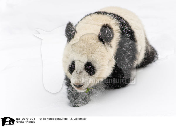 Groer Panda / giant panda / JG-01091