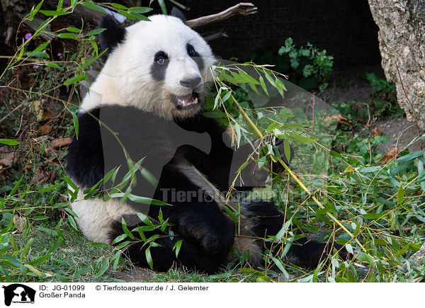 Groer Panda / giant panda / JG-01099