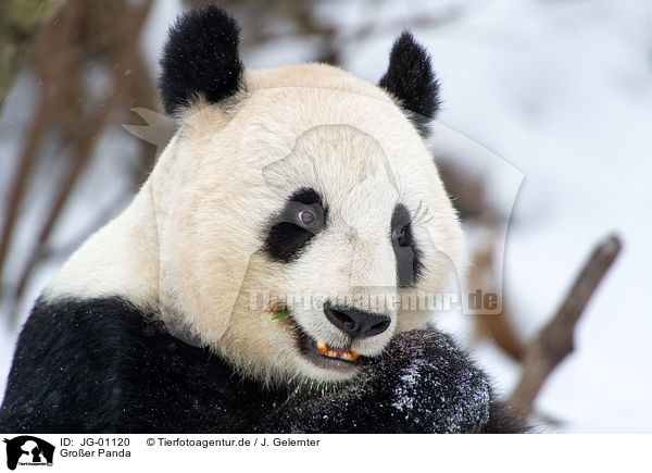 Groer Panda / giant panda / JG-01120