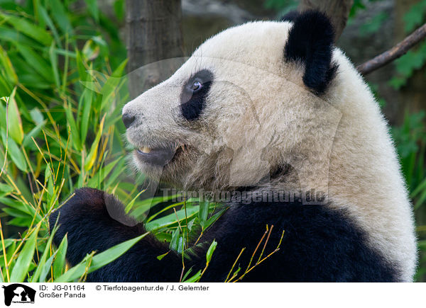 Groer Panda / giant panda / JG-01164