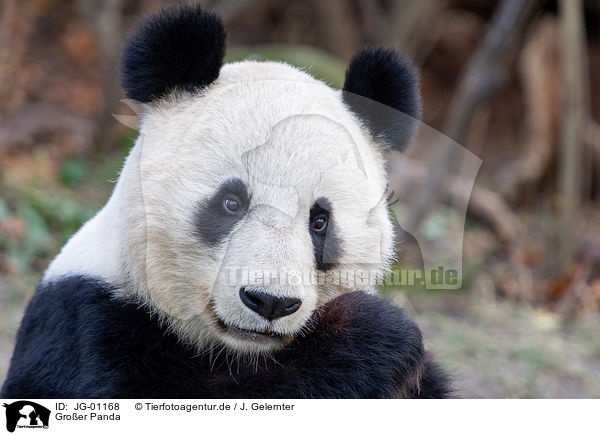 Groer Panda / giant panda / JG-01168