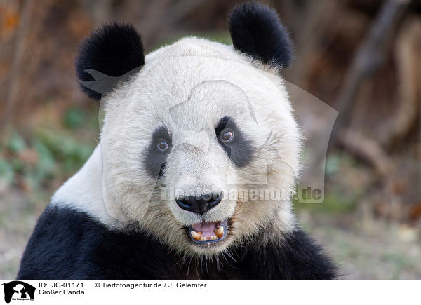 Groer Panda / giant panda / JG-01171