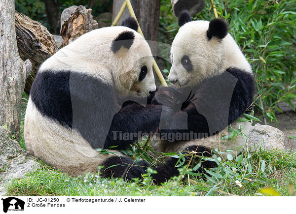 2 Groe Pandas / JG-01250