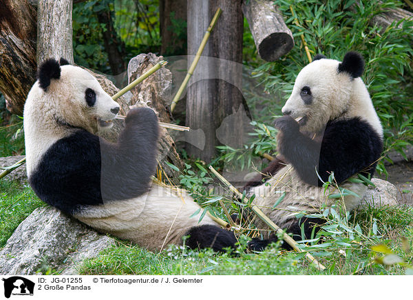 2 Groe Pandas / JG-01255