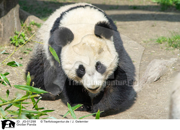 Groer Panda / giant panda / JG-01298