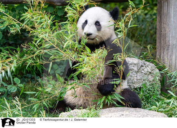 Groer Panda / giant panda / JG-01333