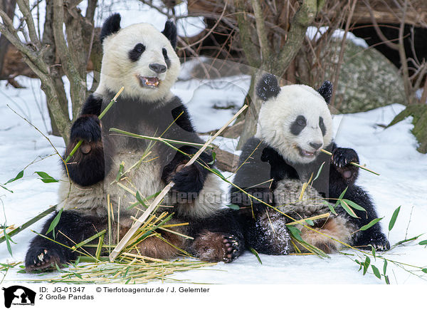 2 Groe Pandas / 2 giant pandas / JG-01347