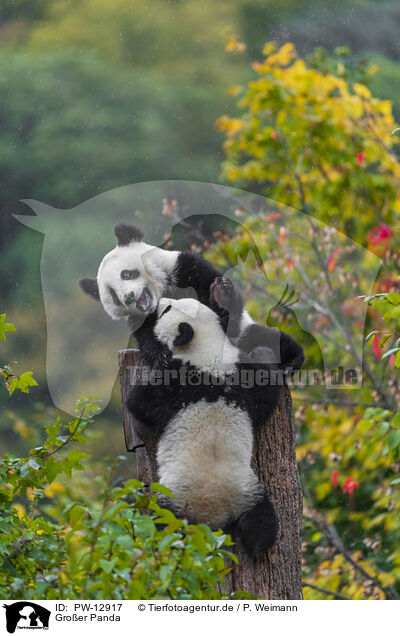 Groer Panda / giant panda / PW-12917