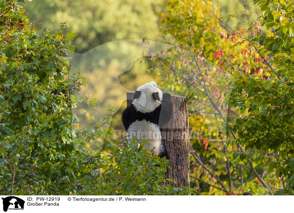 Groer Panda / giant panda / PW-12919