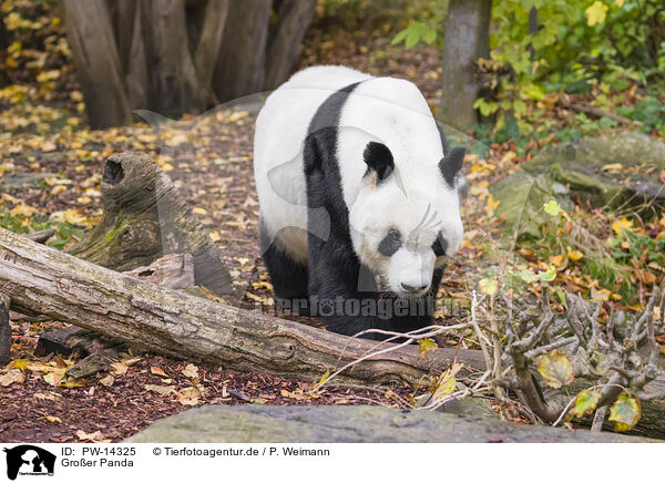 Groer Panda / giant panda / PW-14325