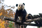 Groer Panda