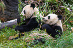 2 Groe Pandas