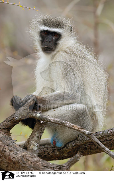 Grnmeerkatze / vervet monkey / DV-01759